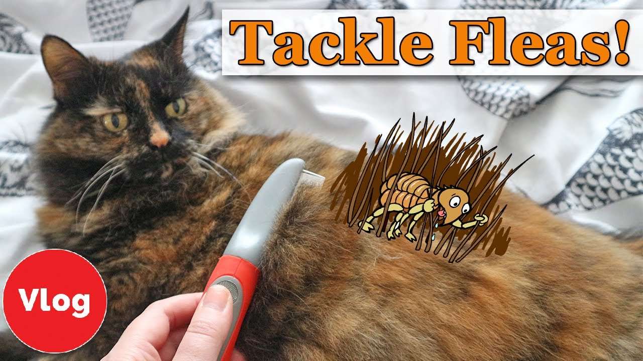 How to Prevent and Treat Your Cat From Fleas