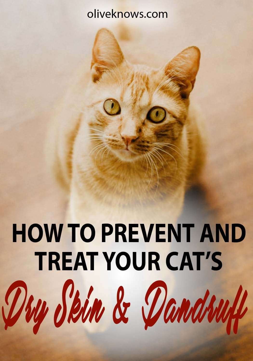 How to Prevent and Treat Your Cat