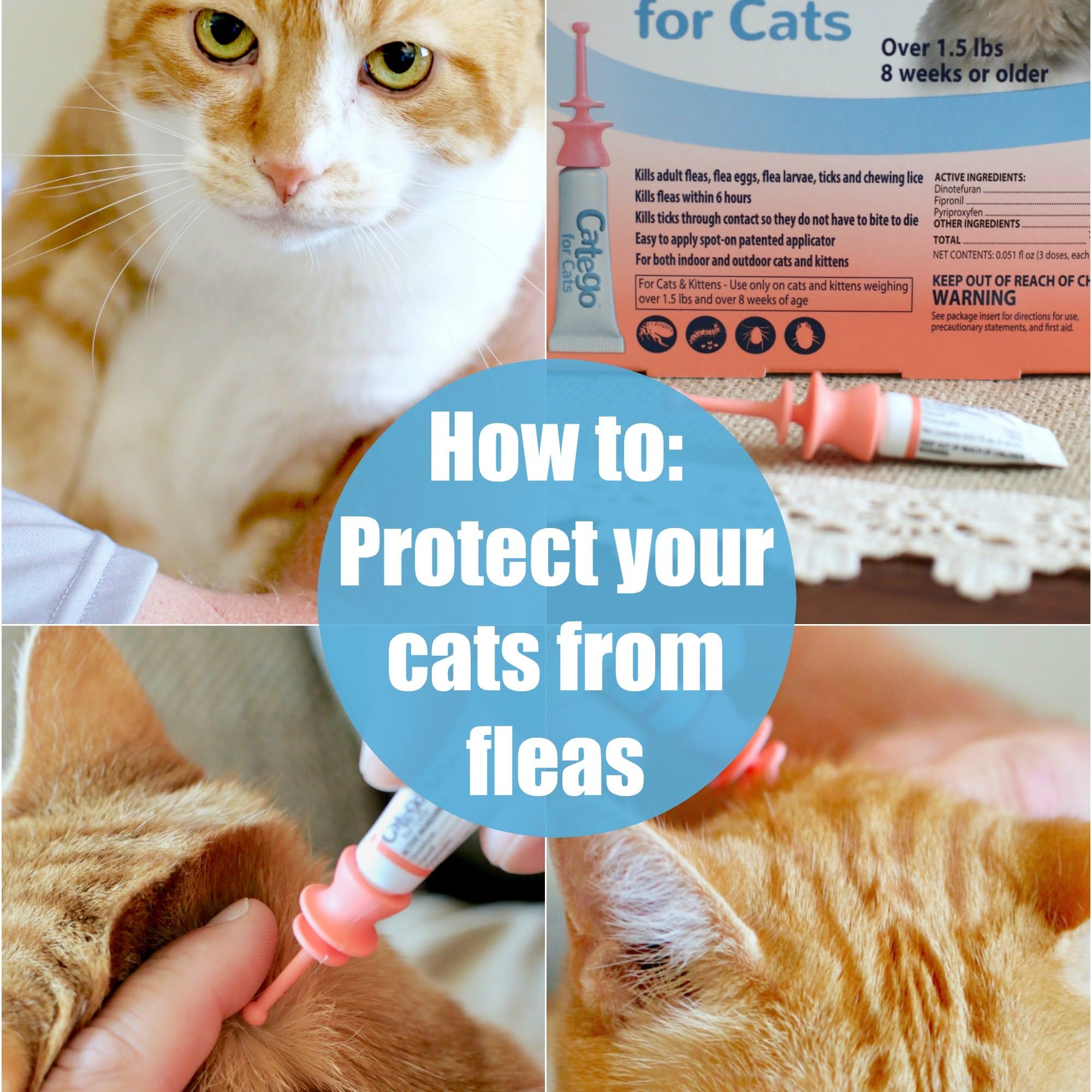 How to: Protect your Cat from Fleas