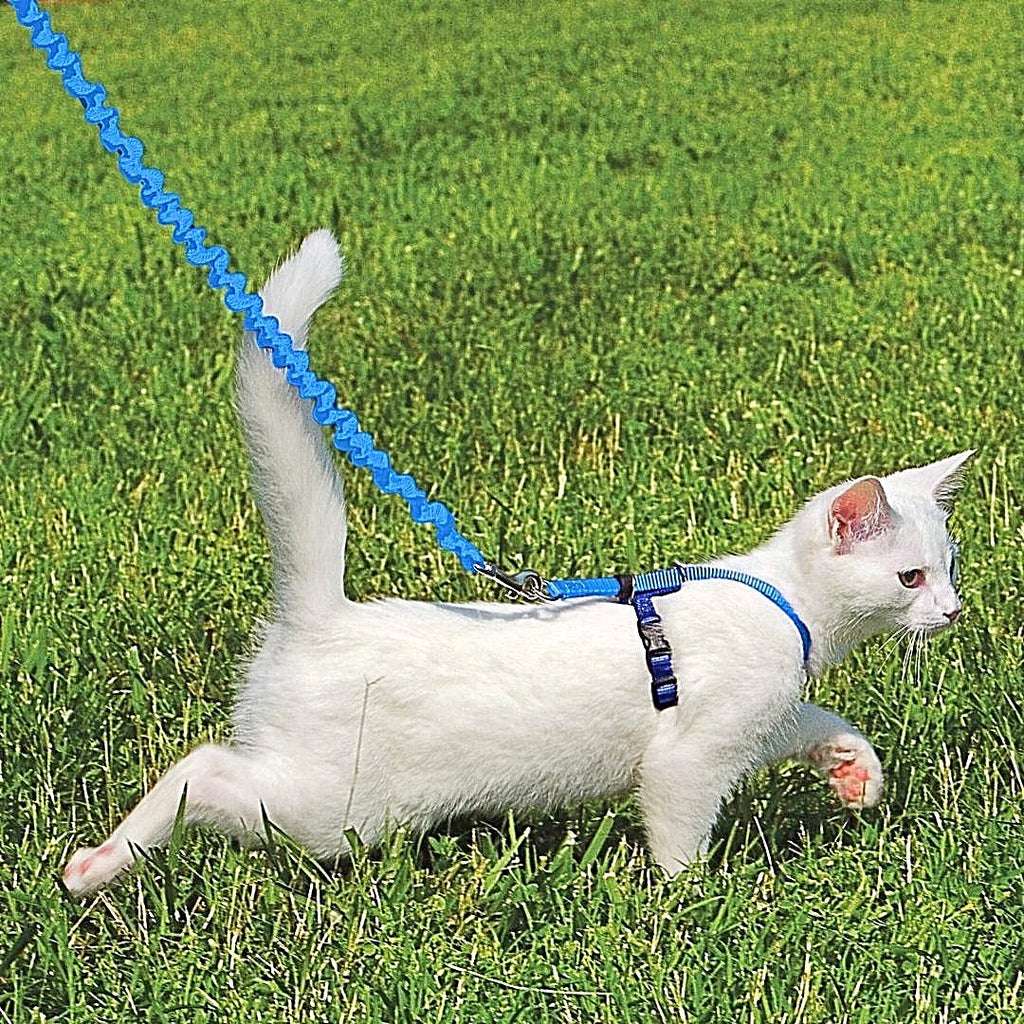 How To Put On A Cat Harness And Lead