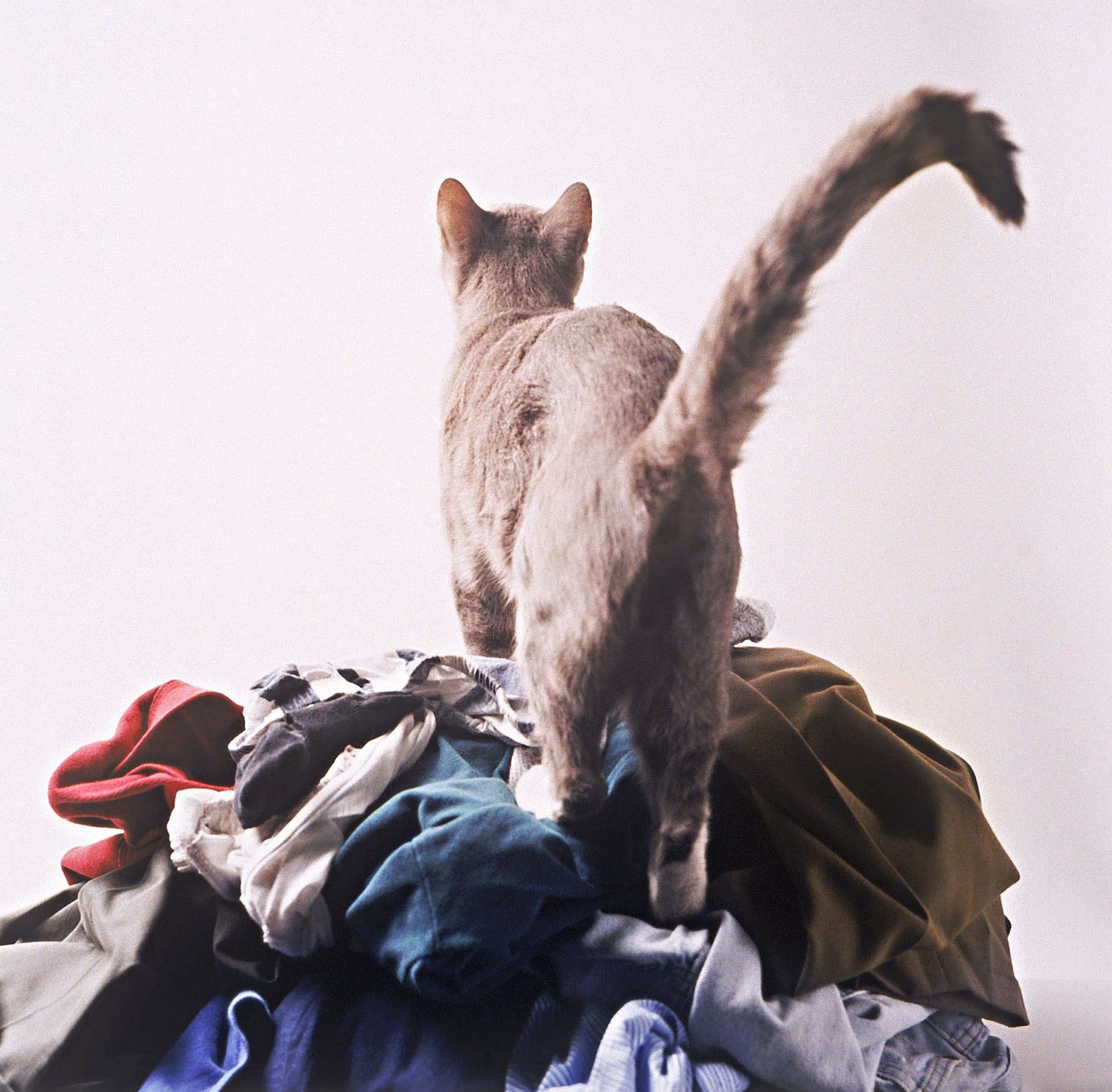 How to Remove Cat Urine Odor From Laundry