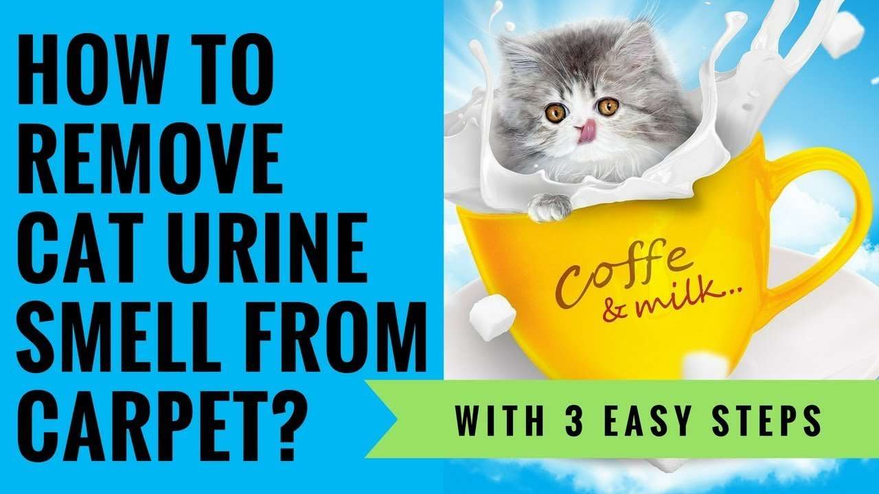 How To Remove Cat Urine Smell From Carpet?