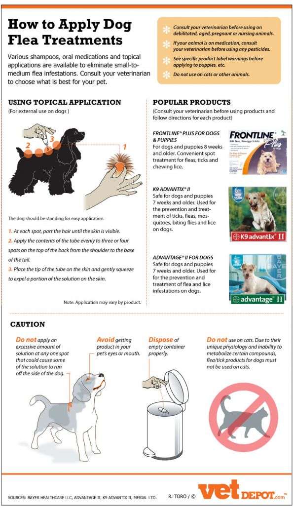 How to Safely and Effectively Apply Dog Flea Treatments ...