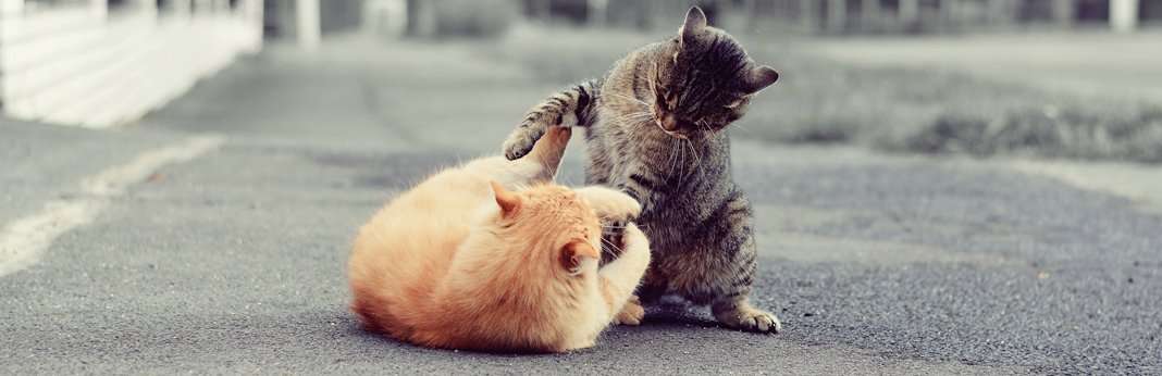 How to Stop a Cat Fight and Why They Happen