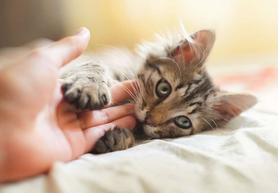 How to Stop a Kitten From Biting: Teething Kitty Solutions