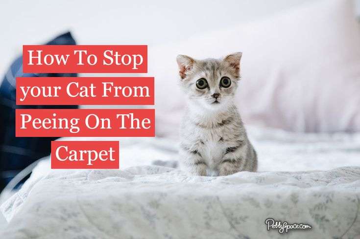 How To Stop Cats From Peeing On The Carpet