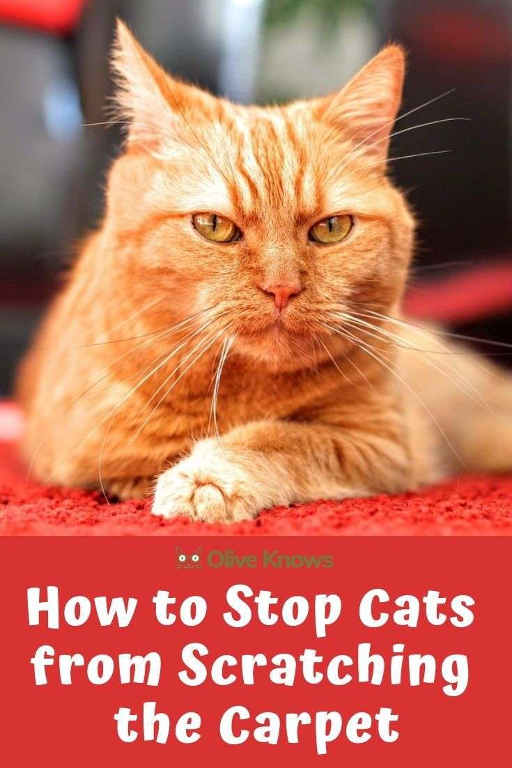 How to Stop Cats from Scratching the Carpet