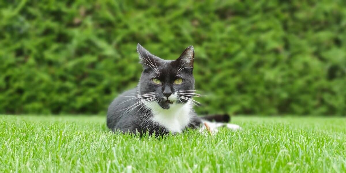 How To Stop Cats Pooping On Artificial Grass With Ease!  Appliance Abode