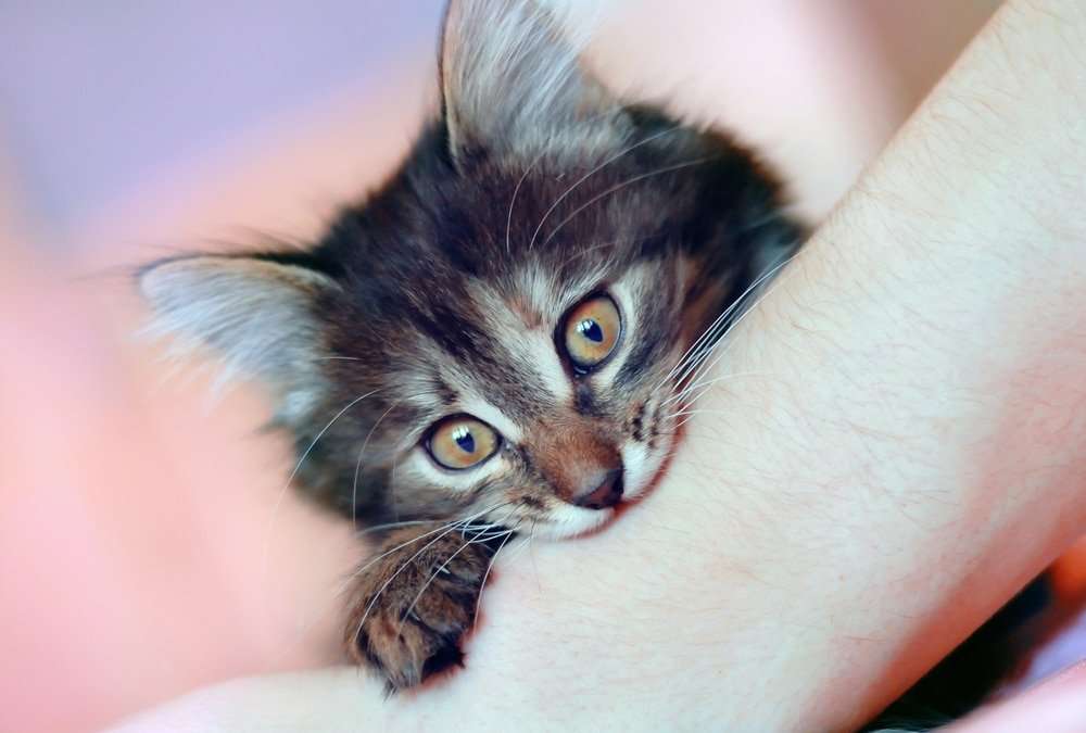 How to Stop Kitten Biting