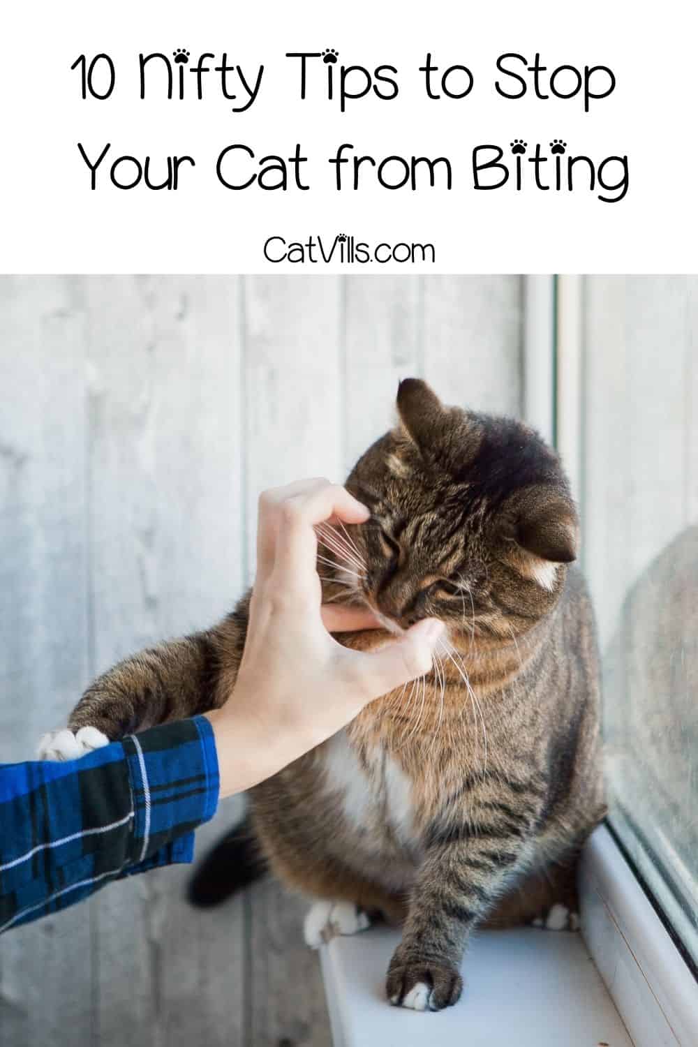 How to Stop Your Cat From Biting You [10 Useful Tips]