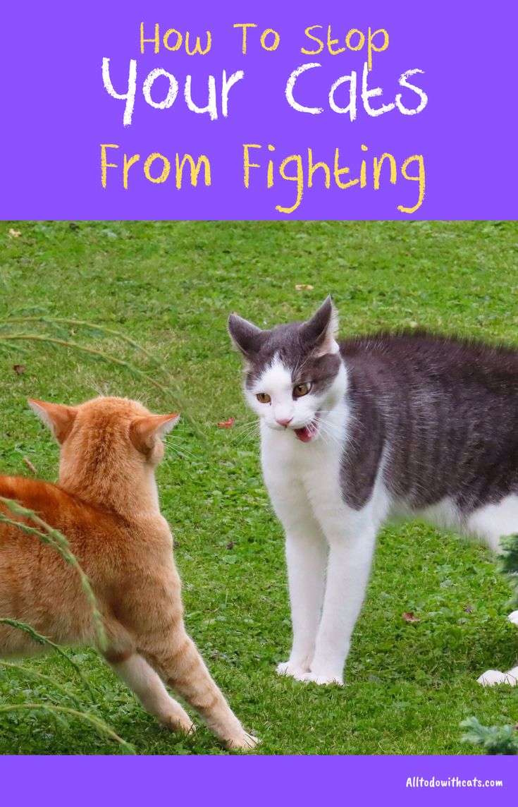 How To Stop Your Cats From Fighting Each Other?
