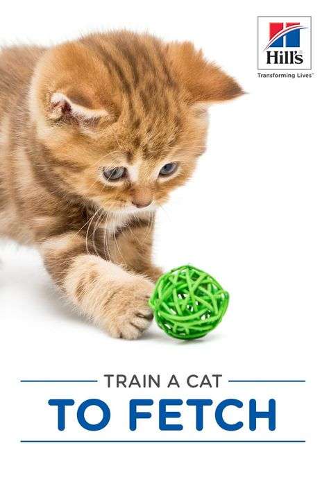 How to Teach a Cat to Fetch