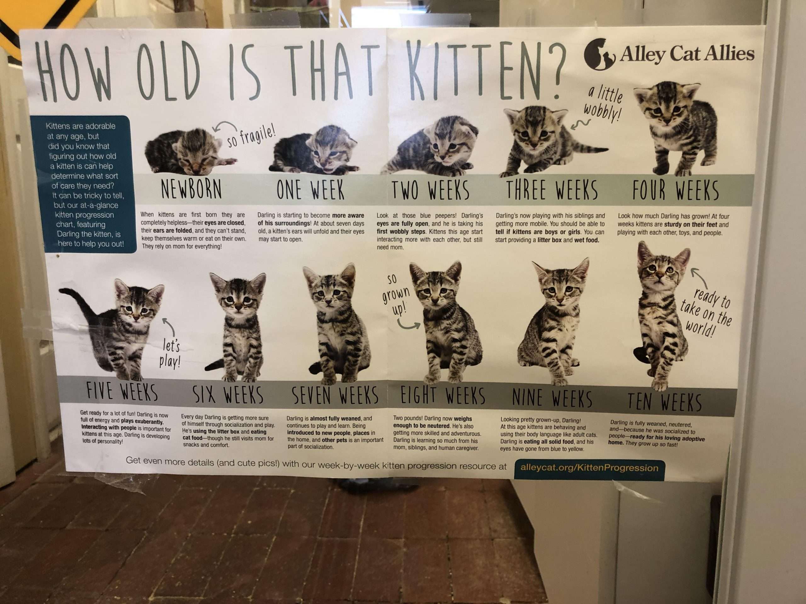 How to tell how old a kitten is : coolguides