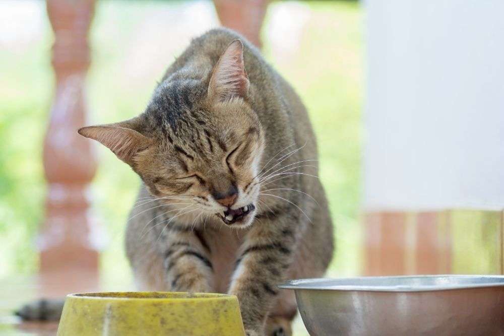 How to Tell if a Cat is in Pain: Tips for Concerned Owners