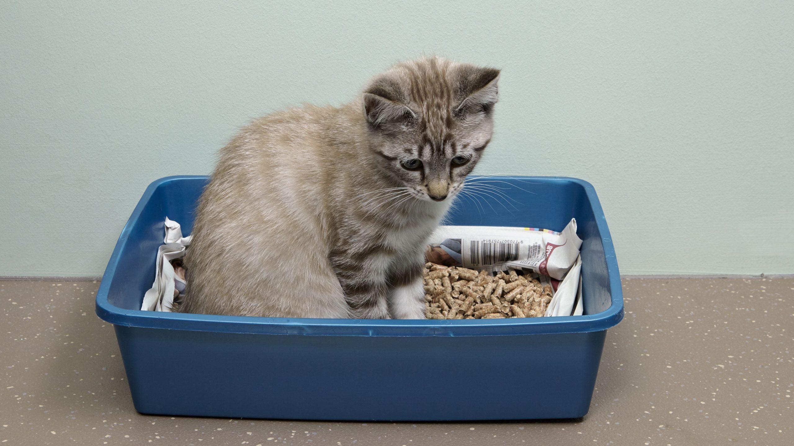 How To Train A Feral Cat To Use A Litter Box