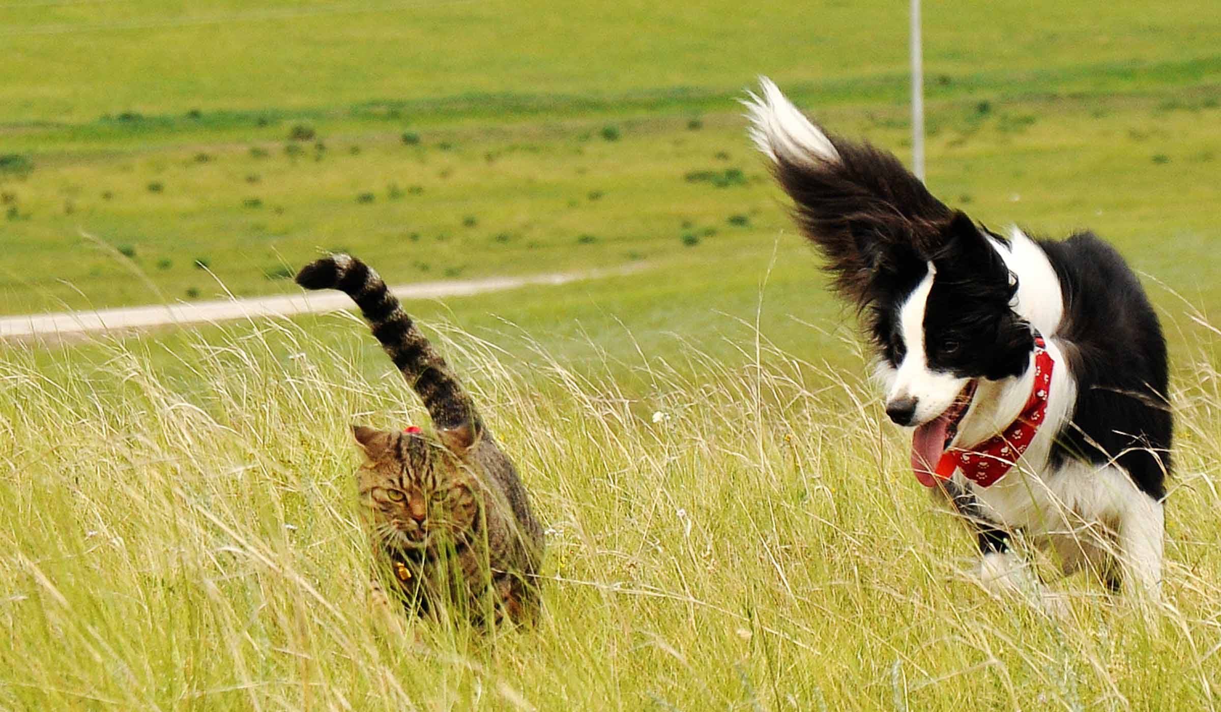 How to Train Your Border Collie Dog to Not Chase Cats