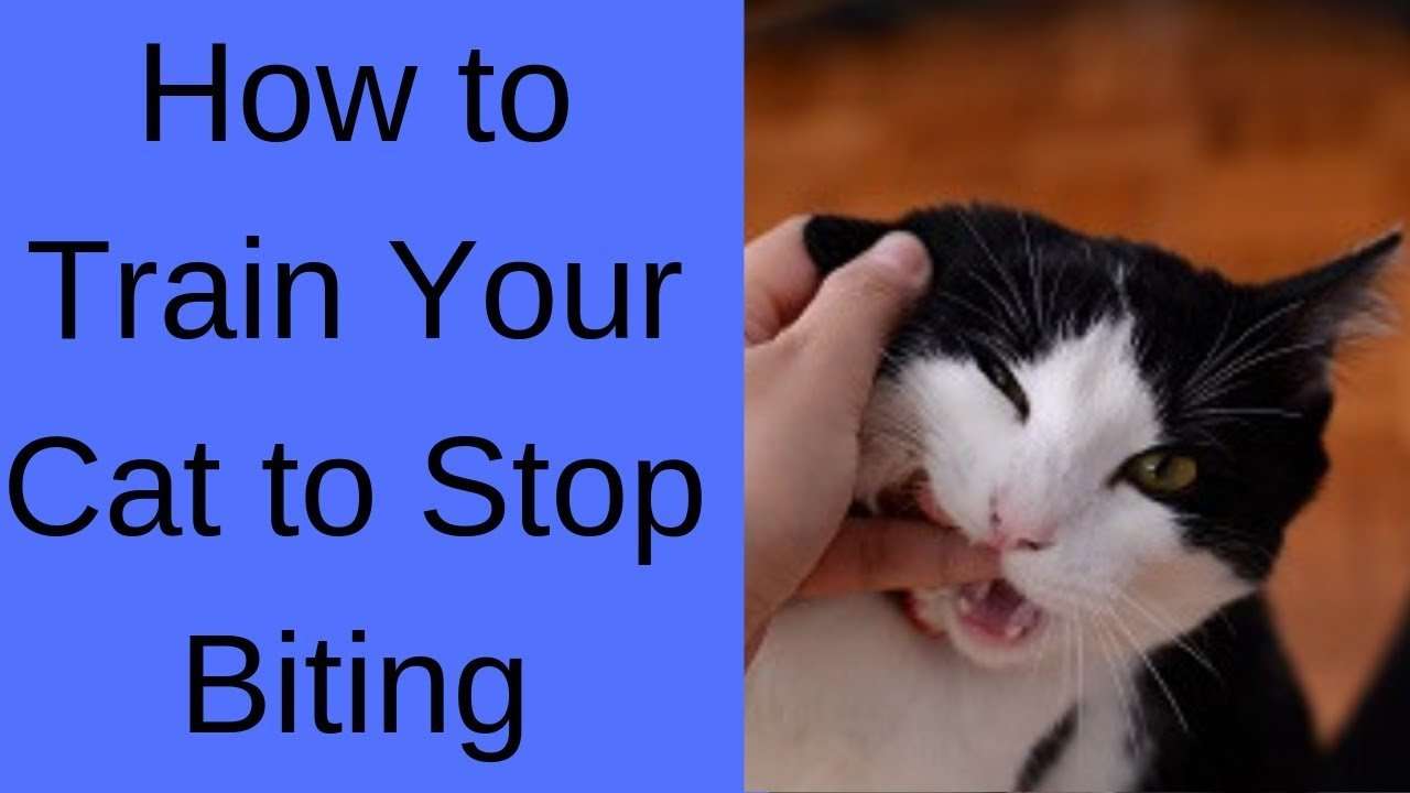How To Train Your Cat Not To Bite