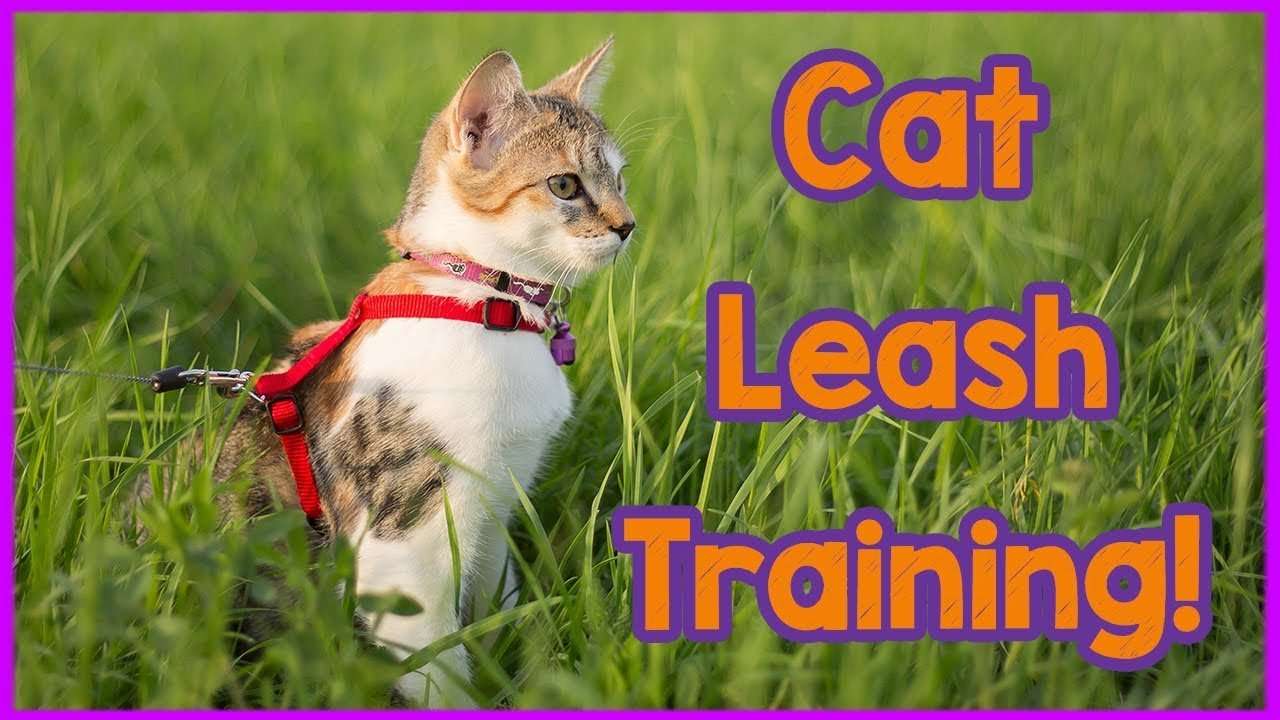 How to Train Your Cat to Walk on a Leash! Leash Training ...