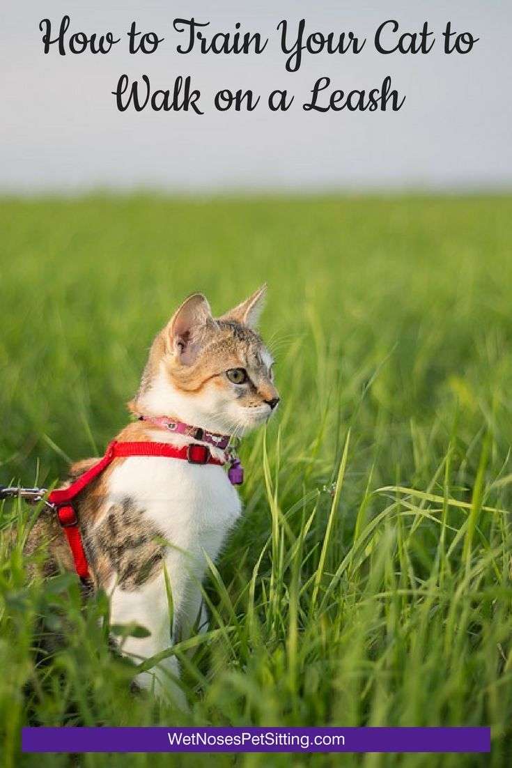 How to Train Your Cat to Walk on a Leash