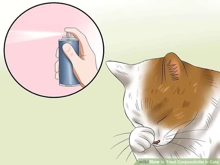 How to Treat Conjunctivitis in Cats: 11 Steps (with Pictures)