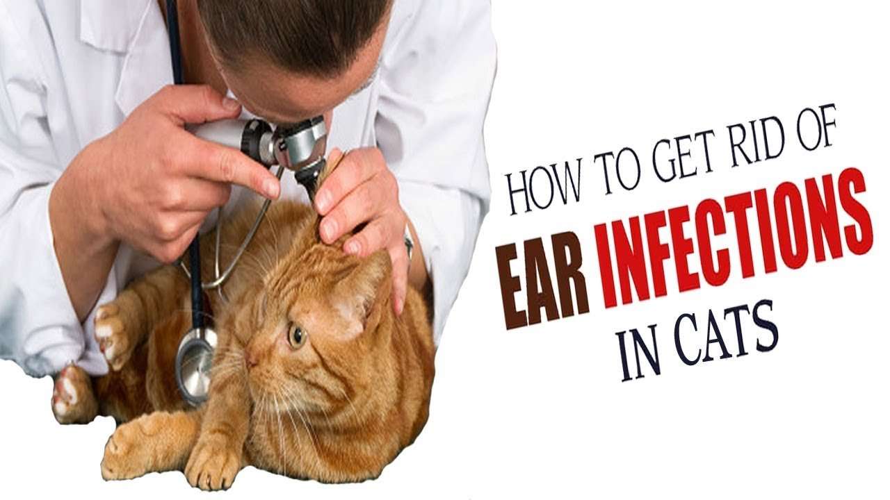 How to Treat Ear Infection in Cats