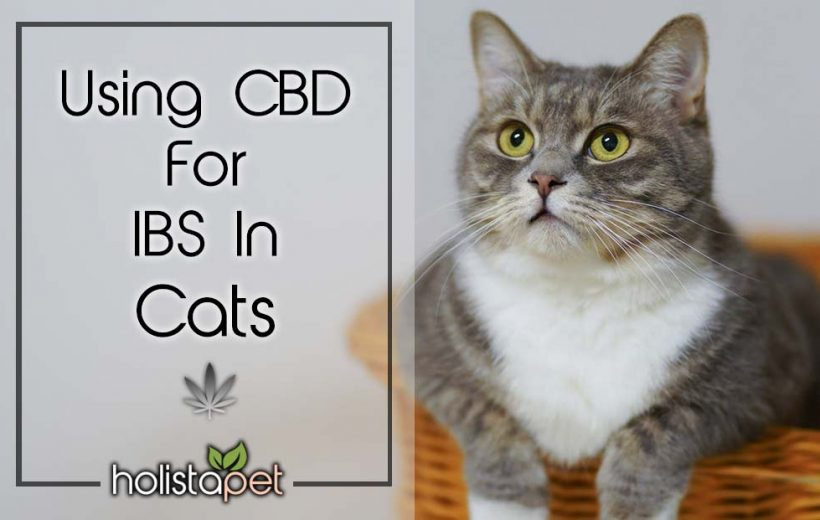 How To Treat Ibs In Cats â ho.modulartz.com