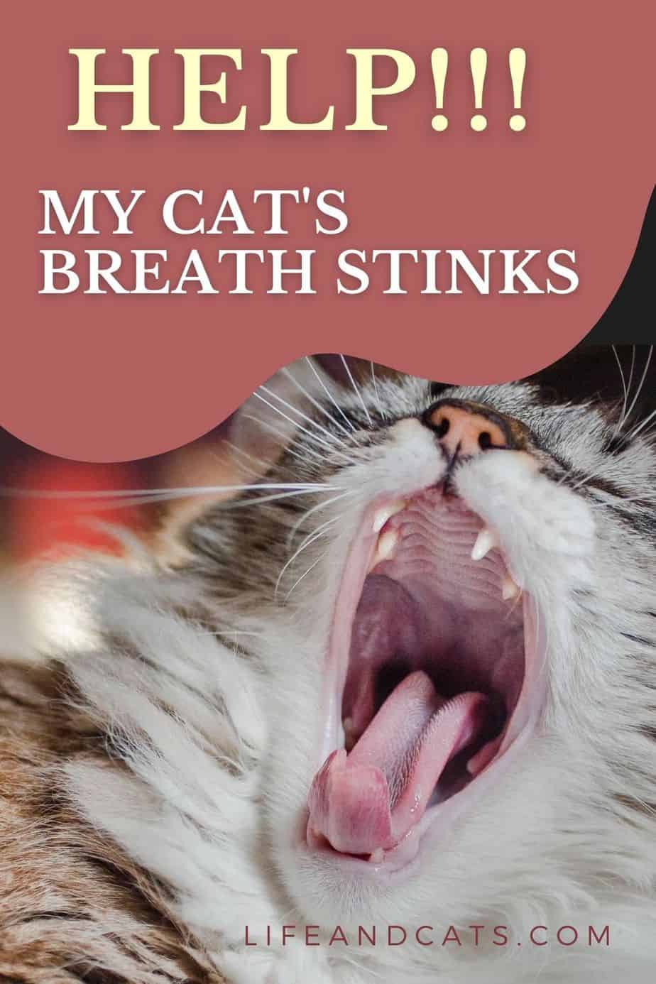 How to Treat Your Cats Bad Breath
