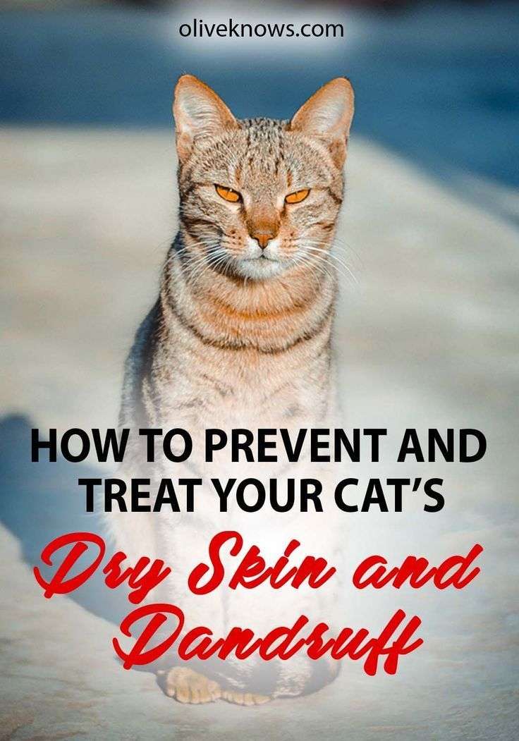 How to Treat Your Cat