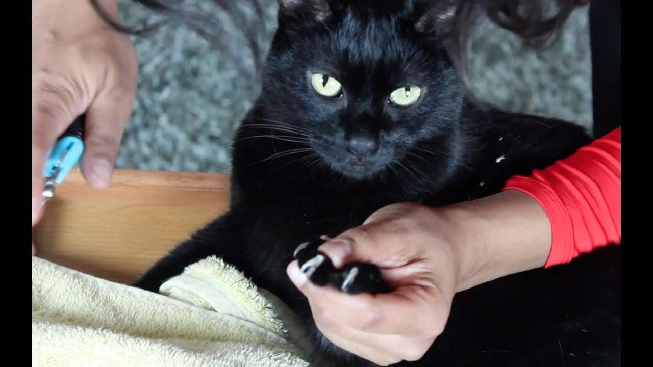 How to Trim Cat Nails or Claws