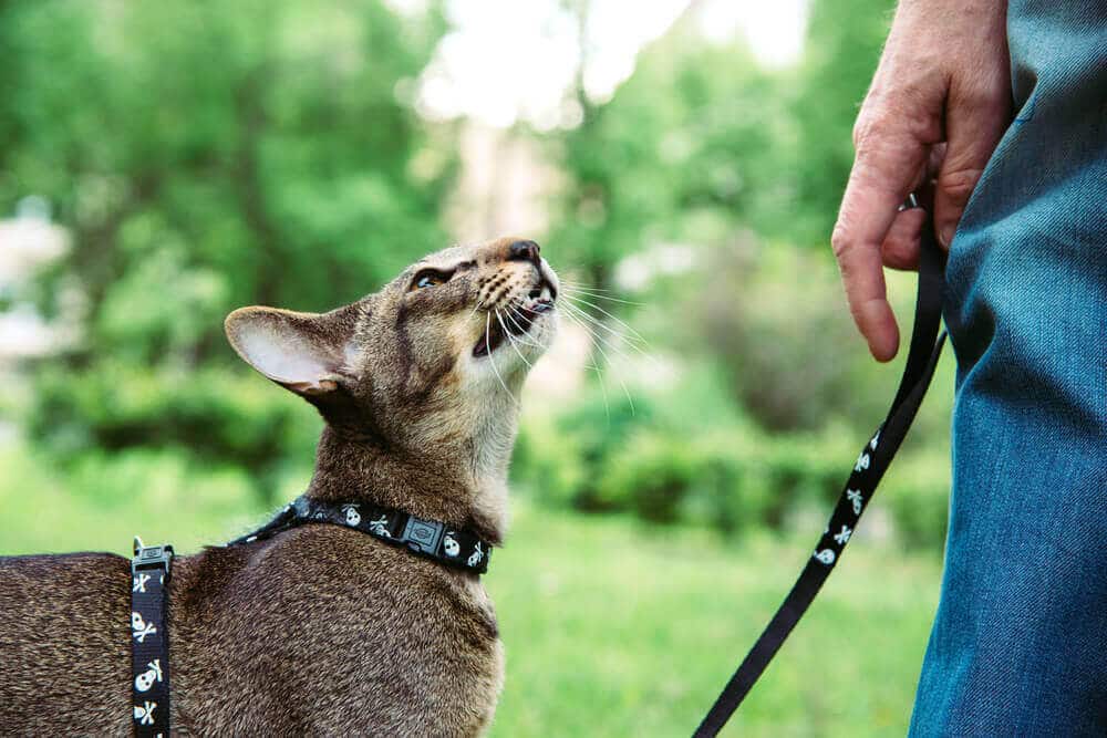 How To Walk A Cat On A Leash
