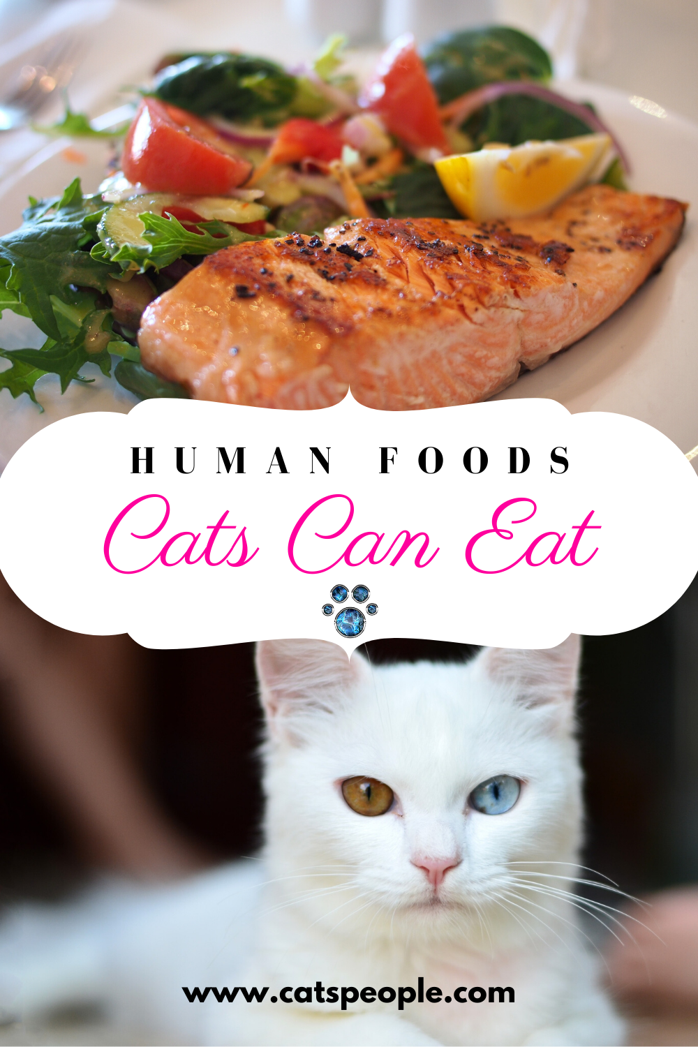 Human Food &  Cats