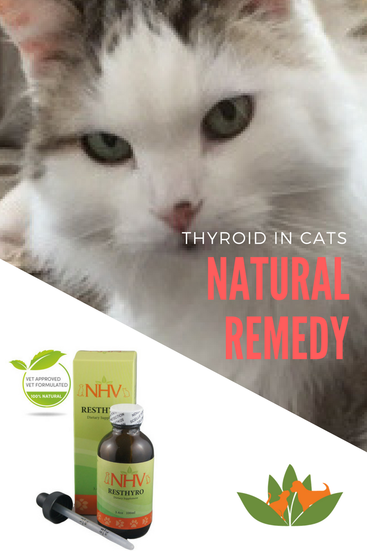 Hyperthyroidism In Cats Natural Treatment  Idalias Salon