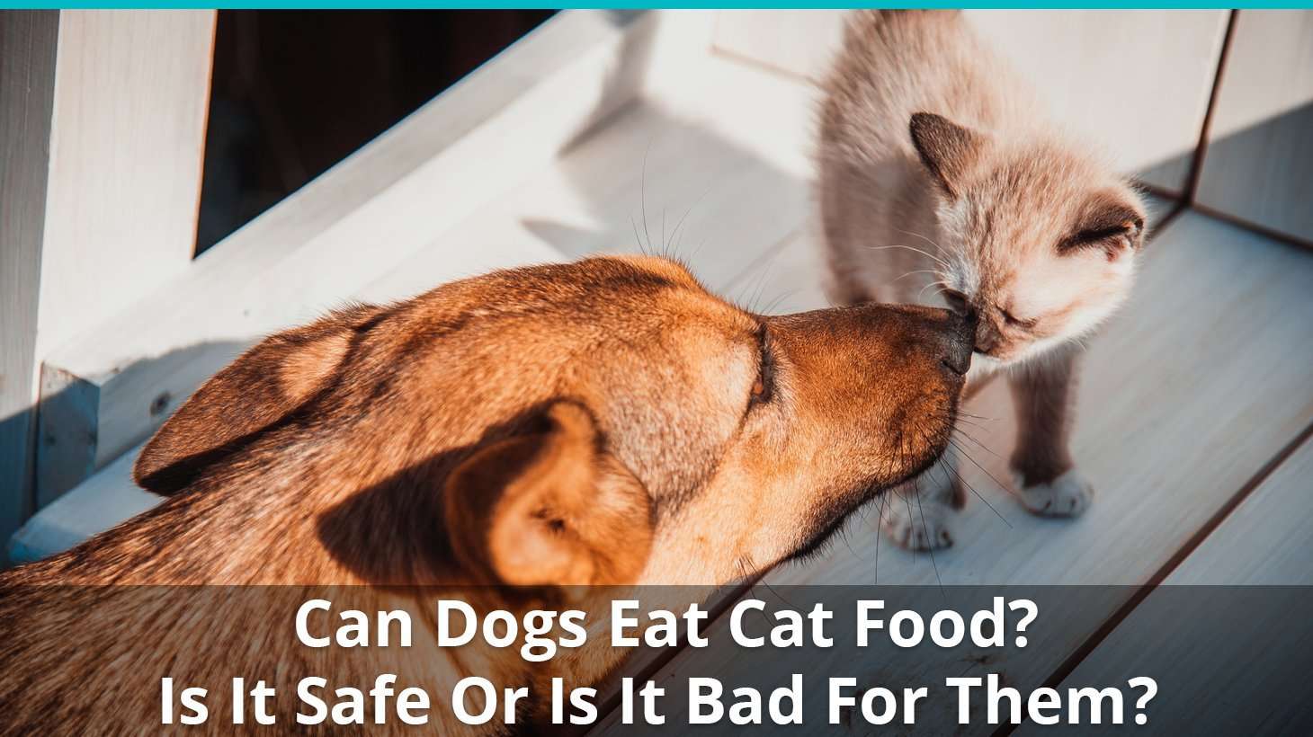 Is Cat Food Bad For Dogs To Eat? Can Puppies Eat It?