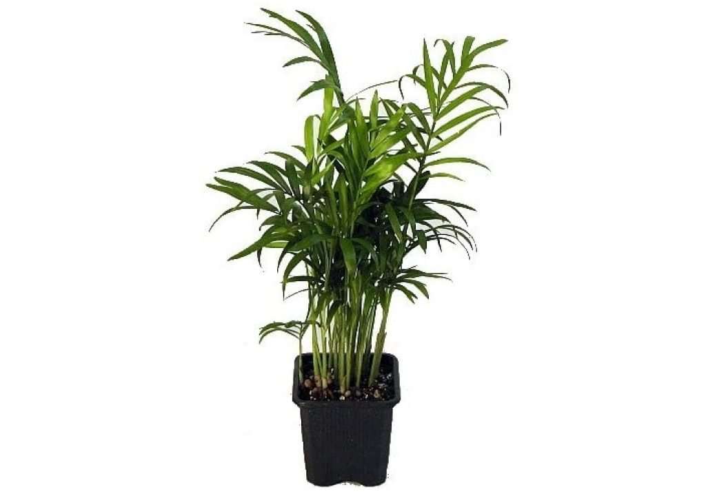 Is Chamaedorea Elegans (Parlor Palms) Toxic to Cats or ...