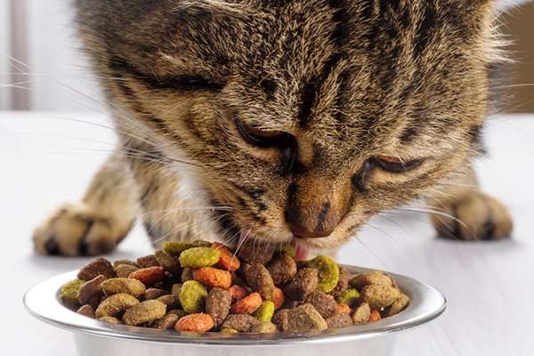Is Free Feeding Cats the Best Way to Feed Your Cat?