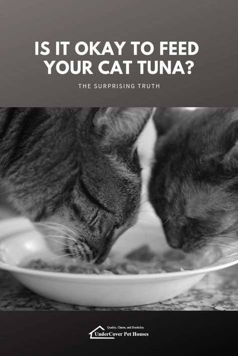 Is It Okay to Feed Your Cat Tuna?