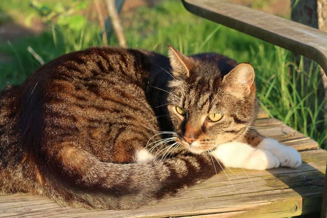 Is it Safe to Take in a Stray Cat?  Here are 10 Things ...