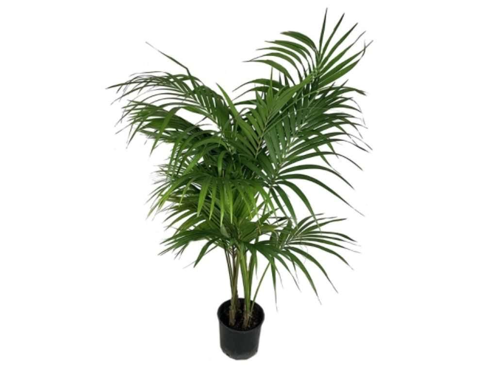 Is Kentia Palm Toxic or Safe to Cats?
