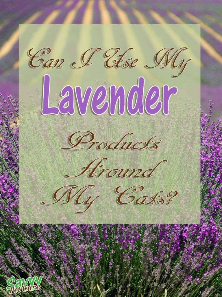 Is Lavender Toxic to Cats?