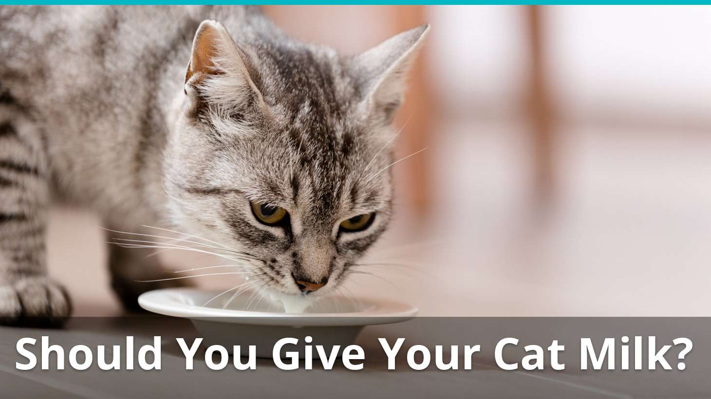 Is Milk Bad For Cats? Are They Lactose Intolerant? Is It ...