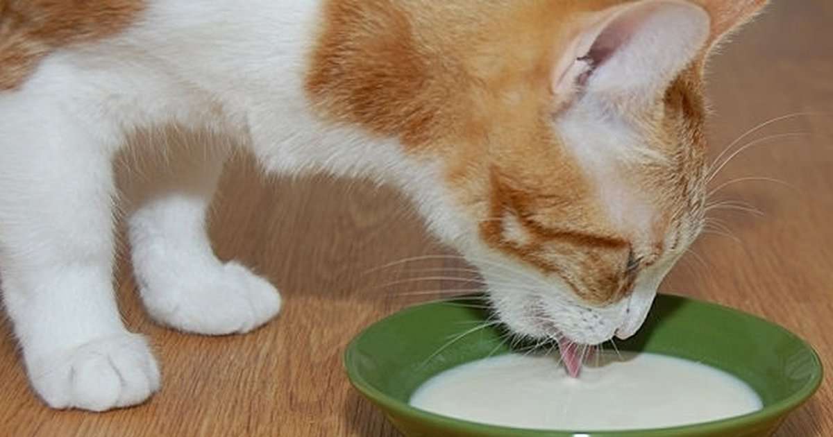 Is Milk Bad For Cats? Why You Should Be Wary Of This Treat ...