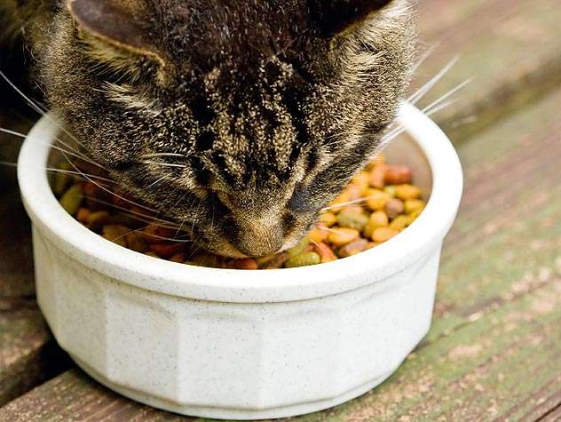 Is Wet Cat Food Better Than Dry?