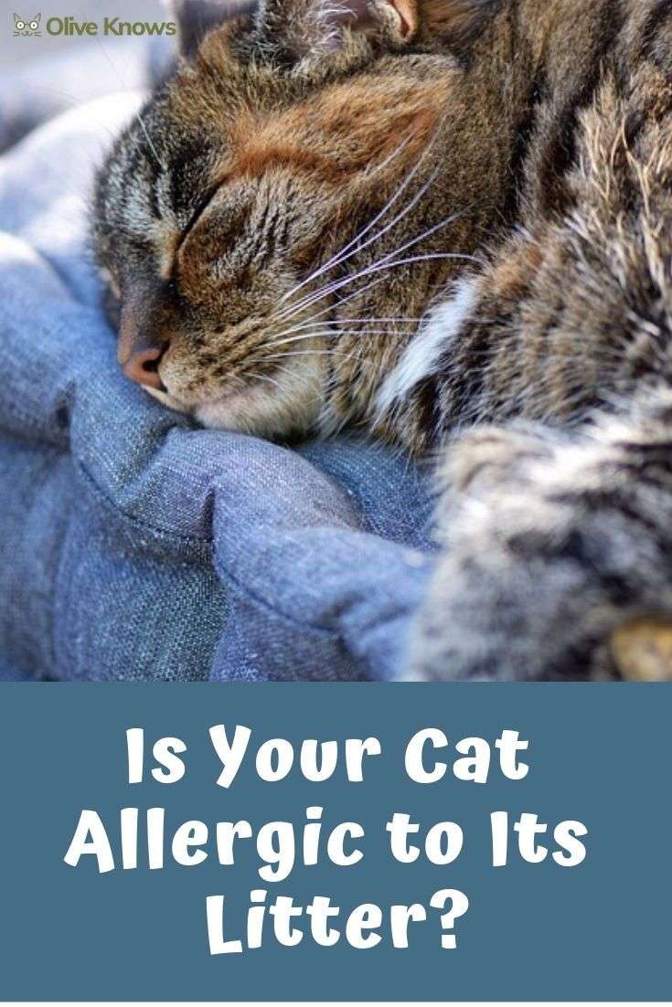 Is Your Cat Allergic to Its Litter?