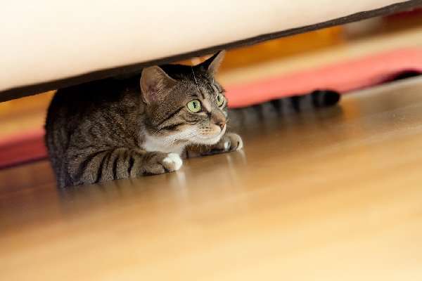 Is Your Cat Hiding? Heres Why  And What to Do