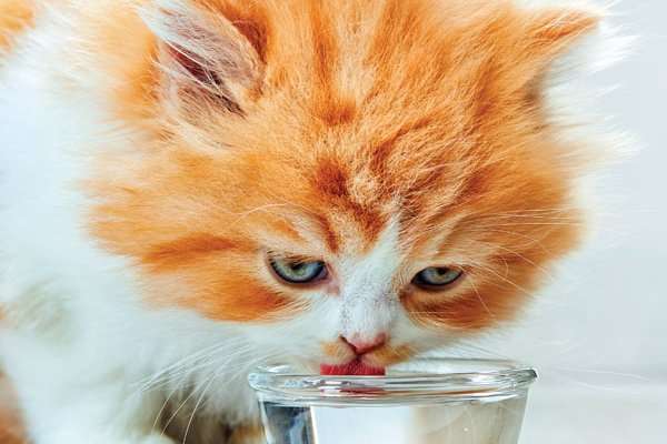 Is Your Cat Not Drinking Water? 10 Ways to Get Your Cat to ...