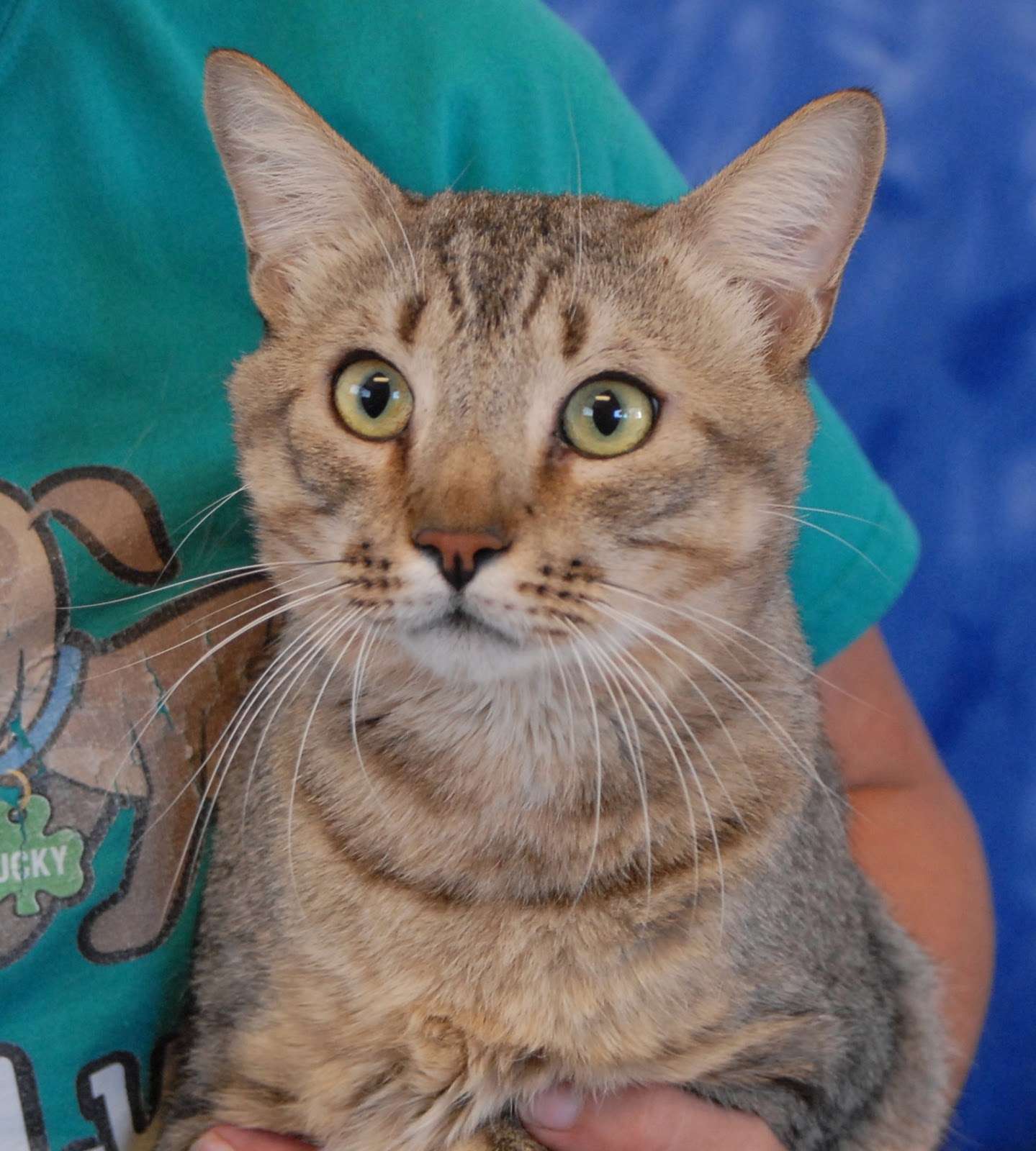 Jacuzzi, a young and majestic Savannah cat mix for adoption.