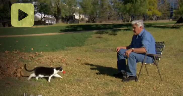 Jay Leno Proves Cats Are Smarter Than Dogs With This ...
