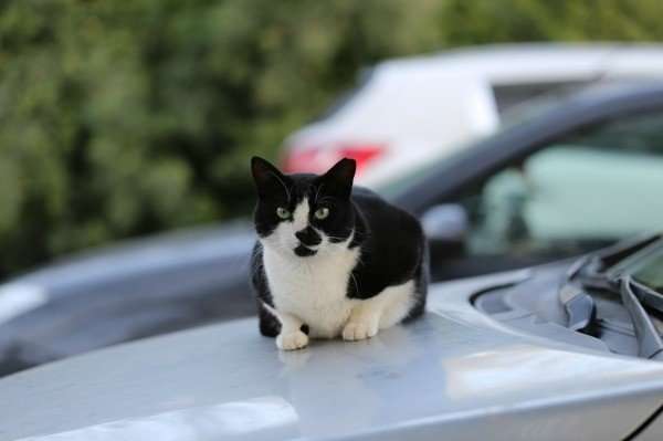 Keeping Cats Off of Cars