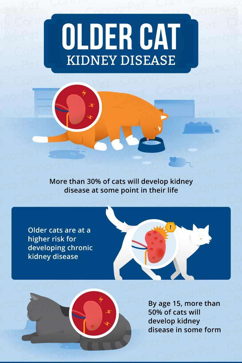 Kidney Disease in Older Cats