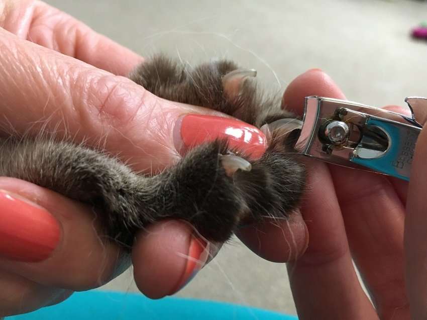 Kitten Nail Trimming